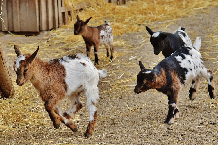 Goat herd health check mobile vet Kenya